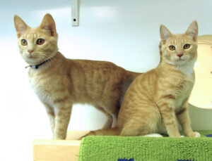 Flint & Geode @ Happy Cats Haven