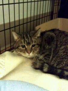 Rescued tabby @ Happy Cats